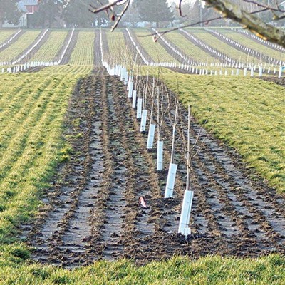 Protection d'arbre en plastique PP - Aperçu des connaissances de l'industrie